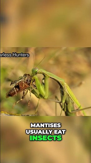 Praying Mantis: Fastest Hunters in the Insect World! #shorts