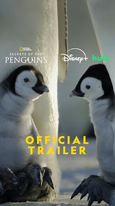 1.6M views · 2K reactions | In #SecretsOfThePenguins, @bertiegregory and his team capture extraordinary penguin behavior that will challenge everything you thought you knew about these incredible creatures. #SecretsOfThePenguins premieres April 20 on National Geographic, streaming next day on @DisneyPlus and @hulu. #ourHOME | National Geographic | Facebook