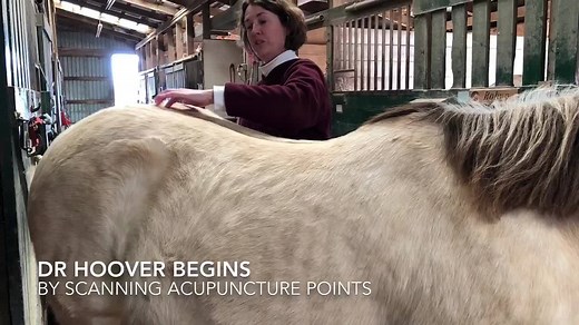 Holistic Medicine: Acupuncture with Dr Hoover. | Mid-Rivers Equine Centre