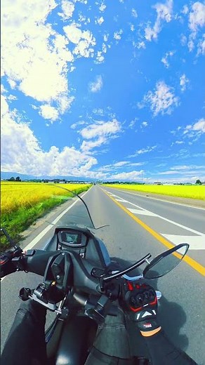 青空と黄金色が美しすぎる「アルプスグリーン道路」が最高だった！ アルプスグリーン道路 #信州ツーリング #長野県 #松本市 #ツーリング #バイクのある風景 #道の駅今井恵みの里 #shorts