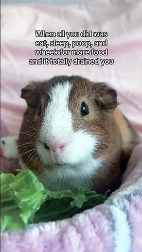 “Tiny Piggy, Big Cuteness! 😍🐹”