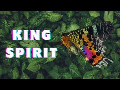 10 Facts About Madagascan Sunset Moth