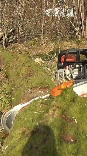 🔥 Cutting Firewood with the Stihl MS 241 – Smooth & Powerful! 🔥 #StihlMS241 #Firewood #Chainsaw