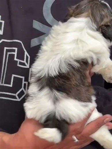 what species is this 🙀🙀🙀🙀🙀 #puppy