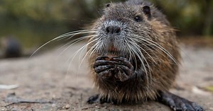 Why the 'maligned' muskrat could restore Michigan's wetlands
