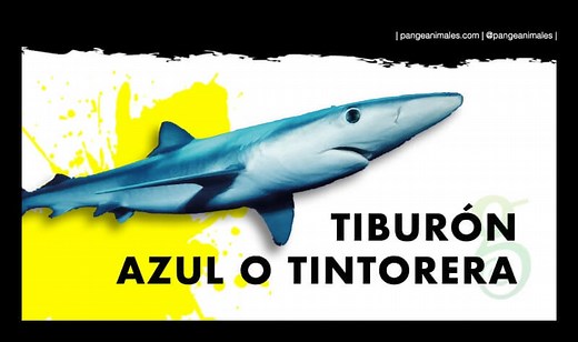 Tiburón Azul: Características, Qué come, Tamaño y ¡MÁS! | Pangea