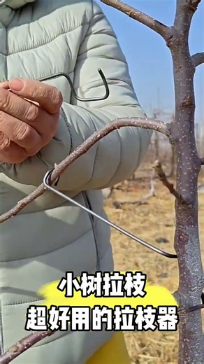#Small Tree Training Made Easy! #Branch-Pulling Tool That Holds Firm Without Bouncing Back