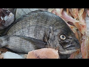 CROAKER FISH HOW To Clean and Prepare Skills