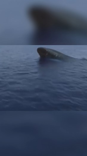 7.5K views · 82 reactions | USS Seawolf: Inside the World's Most Lethal Submarine | Spark | Facebook