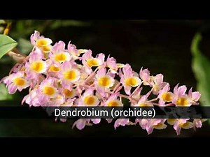 I fiori più belli del pianeta