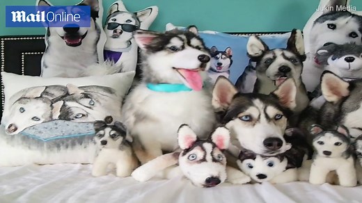 Adorable huskies completely hidden in pile of stuffed toys