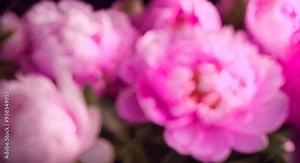 Beautiful Peony background Blooming peony flower open slow motion close up Wedding backdrop Valentines Day concept UHD video Macro 4k animation