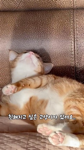 냥이 할아버지와 친해지고 싶은 뽀삐ㅋㅋ