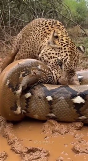 Leopard vs Python Fight in Muddy Forest – Rare Wild Encounter Caught on Camera