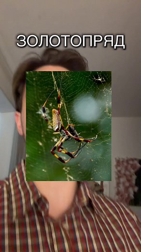Nephila — род крупных пауков из семейства Nephilidae. Эти членистоногие славятся самым большим размером паутины среди пауков и характерным золотистым оттенком своих ловчих сетей. Самки значительно крупнее самцов: длина их тела достигает 1–4 см при размахе ног до 12 см (у некоторых видов — до 17 см). Окраска яркая, с жёлтыми и красными отметинами. Паутина имеет золотистый отблеск, диаметр сети может достигать 1,5 метра. Она исключительно прочна и способна удерживать мелких птиц. Самки плетут сети
