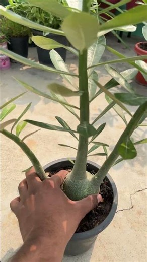 🌱 Adenium from Seeds 🌸 | Desert Rose Germination | #shorts #gardening