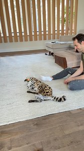 i love her so much! | Chloe the Serval