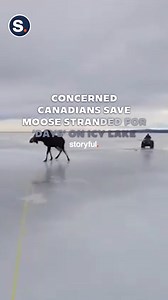 This poor moose was stranded on ice for days until this man rescued it. | storyful