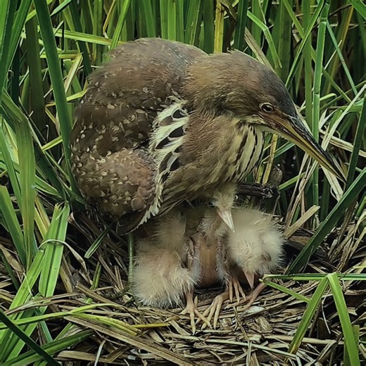 Small Birds Eat Fish | Review All Birds