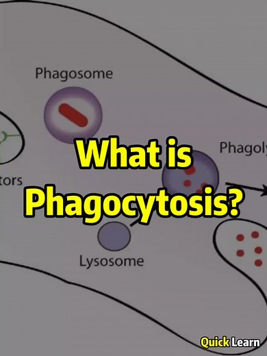 QL.Biology on TikTok