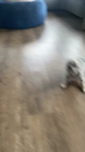 Adorable Blue Merle Chihuahua Playing - The Zoomies Compilation