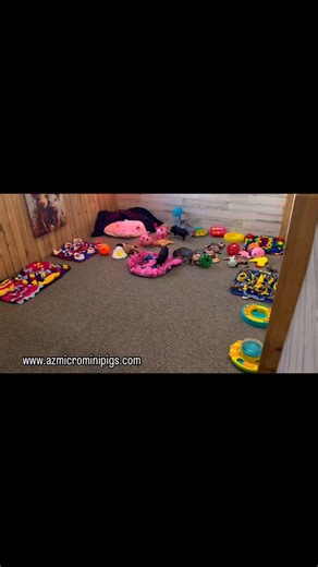 66 reactions | #minipigs #pigs #oink #azmicrominipigs #arizona #piglets #julianapigs #farm #microminipigs #pig @azmicrominipigs | AZ Micro Mini Pigs | Facebook