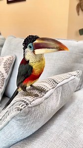 Toucan Samuel L Jackson | Justin Nunley