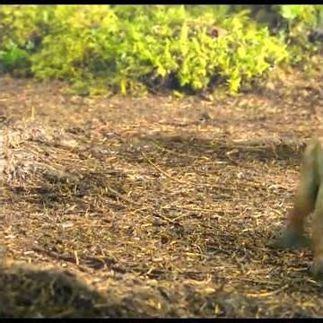 Dinosaur Ki Duniya Mein Survival 😱 | Best Action Clips