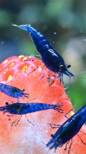 7.3K views · 194 reactions | i need some shrimps to clean my brain like that guy in nemo ShrimpSensei | animals eating fruit | Facebook