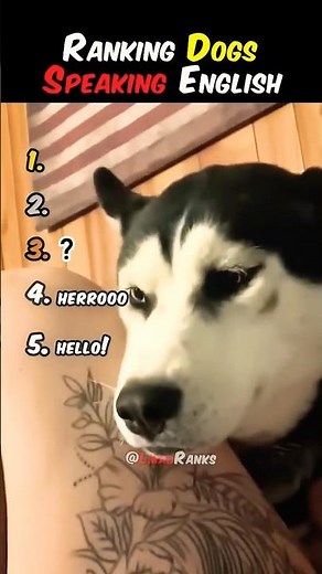 Ranking Funniest Dogs Speaking English Moments 😂