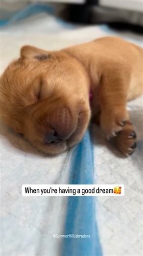 Summer Hill Labradors on Instagram: "🐾Puppy Dreams… 💤💭😘 #puppy #puppiesofinstagram #labrador #dog #puppylove"