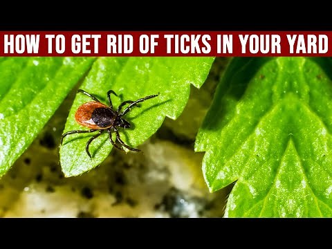 How to Get Rid Of Ticks in Your Yard -How to Kill and Prevent Ticks in Your Yard