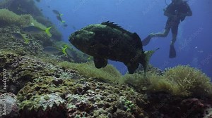This is the 5th part of a 5 minute video of fighting Brown-spotted Groupers (Epinephelus coioides). The camera changes position. A diver swims in the background. Groupers reduce activity