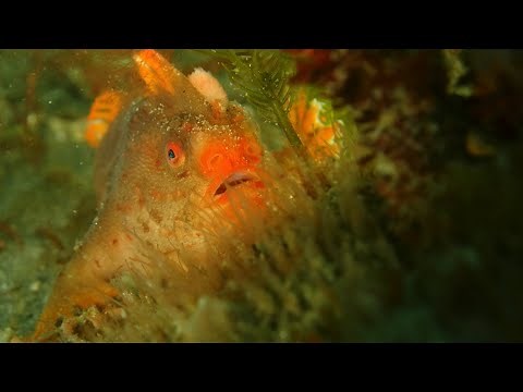 Caring for the rarest fish in the world - Tasmania's red handfish