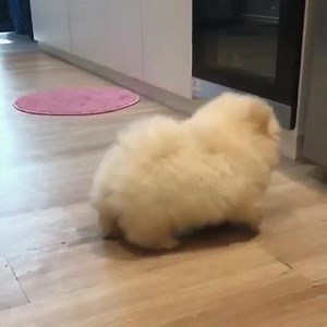 149K views · 989 reactions | This is the cutest thing I have ever seen ☺️ | Animal Time | Facebook