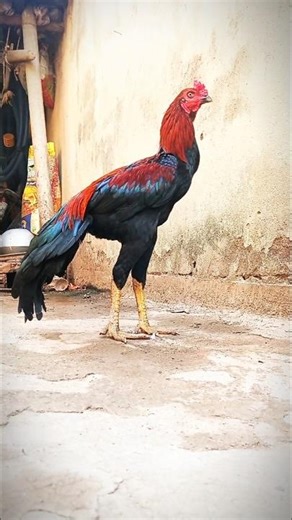 Aseel Murga | Fighter Murga | Village Rooster #reel #short #viral #aseelmurga #newreel