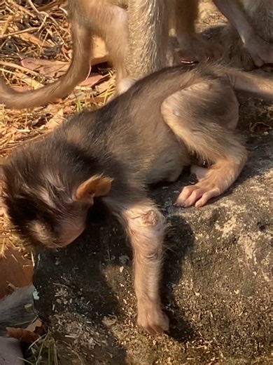 Caring for Baby Monkey Jolan's Elbow Abscess