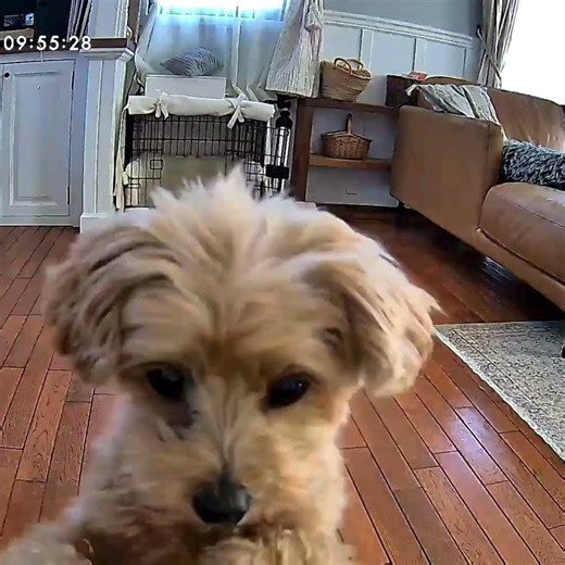 POV: You buy a pet camera and finally get to see this...#furbocamera #petparent #cutepets #doglife