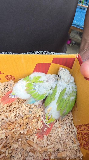 Pineapple conure bird. #parrot #birds #reels #viral | Exotic Pets Aviary