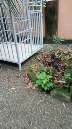 kurumban family follow my insta. check profile...❤️❤️😓😓#mykurumban