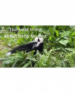 Skunk noises are probably the cutest and most delightful part of rescue. 🐾 🦨 | For Fox Sake Wildlife Rescue