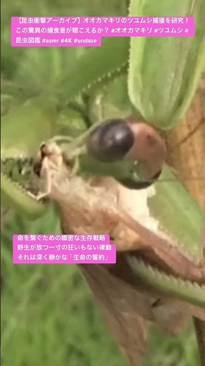 【昆虫衝撃アーカイブ】オオカマキリのツユムシ捕獲を研究！この驚異の捕食音が聴こえるか？ #オオカマキリ #ツユムシ #昆虫図鑑 #asmr #4K #undaze #insects #昆虫観察