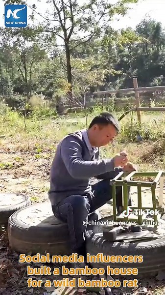 Influencers Build Bamboo House for Wild Bamboo Rat in Rural China