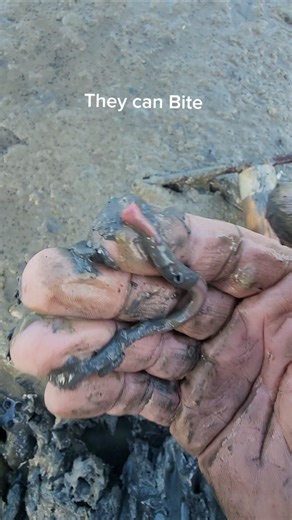 Bloodworms 🪱 digging great saltwater fishing BAIT 🎣 #shorts #fishing