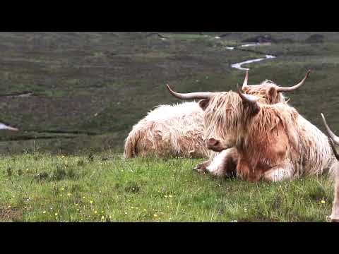 Beautiful Scotland Drone Aerial View | Free Stock Footage in 4K UHD