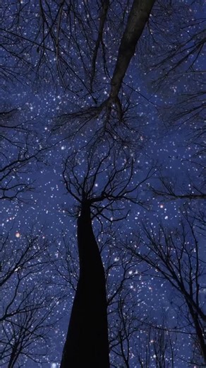 2.8K views · 15K reactions | Le langage des oiseaux, c’est l’art de...