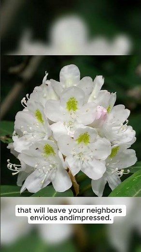 Rosebay Rhododendron Seeds Rhododendron maximum – Evergreen Shrub with Showy Pink Blooms