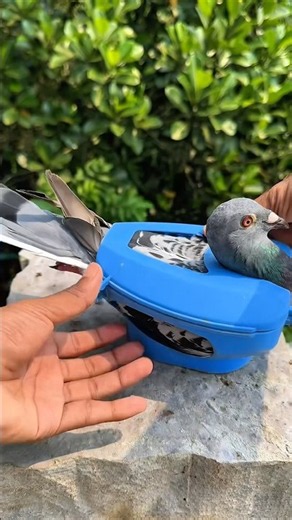 Why Do Pigeons Need This? 🐦🍋 #pigeon