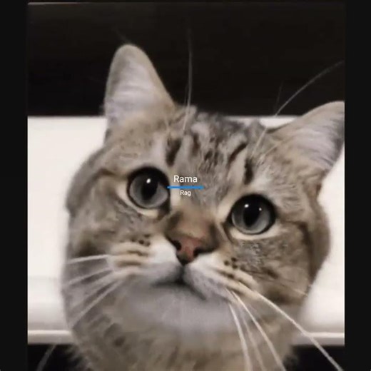 🙀 #cat #Ranking the #best #funny #animals in the #world #cute #love ..