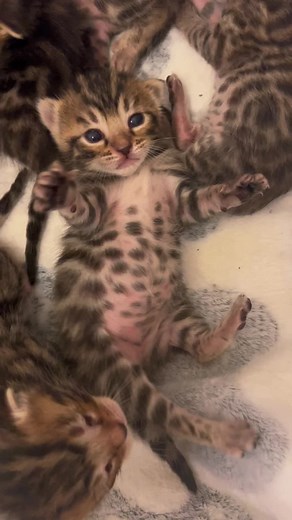 Goodmorming ☀️🐆 #bengal #bengalkitten #bengalcat #cats #catsoftiktok #kittens #kittensoftiktok #cattok #pet #exoticpets #bengali #bengal #gatobengali #fyp #foryoupage #fypシ #foryou #capcut#viral #parati #cute #cutebaby #baby